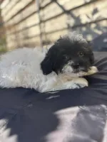 Miracle , a female Bichpoo and Mal Shi for sale in Princeton, NC – Photo 8 of 8