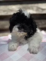 Miracle , a female Bichpoo and Mal Shi for sale in Princeton, NC – Photo 3 of 8