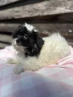 Miracle , a female Bichpoo and Mal Shi for sale in Princeton, NC – Photo 6 of 8