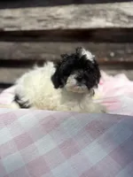 Miracle , a female Bichpoo and Mal Shi for sale in Princeton, NC – Photo 5 of 8