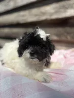 Miracle , a female Bichpoo and Mal Shi for sale in Princeton, NC – Photo 4 of 8