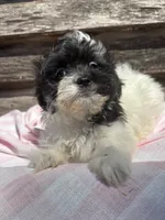 Miracle , a female Bichpoo and Mal Shi for sale in Princeton, NC – Photo 7 of 8