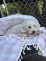 Daenerys , a female Bichon Frise for sale in Princeton, NC – Photo 2 of 3