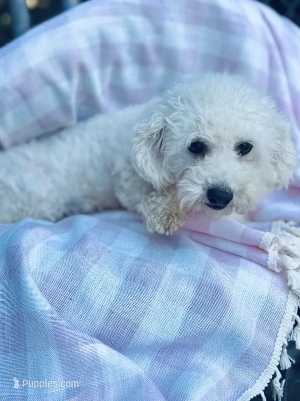 Daenerys  – Bichon Frise puppy for sale in Princeton, NC