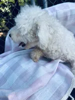 Daenerys , a female Bichon Frise for sale in Princeton, NC – Photo 3 of 3
