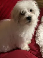 Teddy Bear, a male Maltese and Shih Tzu for sale in Princeton, NC – Photo 1 of 5