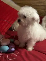 Teddy Bear, a male Maltese and Shih Tzu for sale in Princeton, NC – Photo 5 of 5