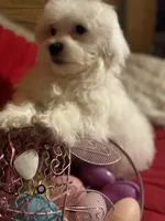 Teddy Bear, a male Maltese and Shih Tzu for sale in Princeton, NC – Photo 3 of 5