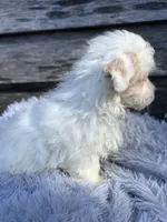 Polar, a male Maltese and Shih Tzu for sale in Princeton, NC – Photo 4 of 5