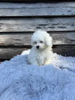 Polar, a male Maltese and Shih Tzu for sale in Princeton, NC – Photo 3 of 5