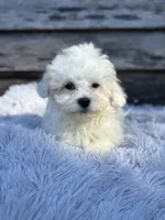 Polar, a male Maltese and Shih Tzu for sale in Princeton, NC – Photo 2 of 5