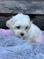 Polar, a male Maltese and Shih Tzu for sale in Princeton, NC – Photo 5 of 5