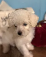 Punkin, a female Maltipoo for sale in Princeton, NC – 5 of 8