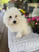 Tiara, a female Bichon Frise and Poodle - Toy  for sale in Princeton, NC – Photo 4 of 6