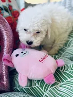Terra, a female Bichon Frise and Poodle - Toy  for sale in Princeton, NC – Photo 3 of 6
