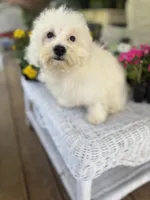 Tiara, a female Bichon Frise and Poodle - Toy  for sale in Princeton, NC – Photo 3 of 6