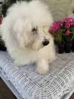 Tiara, a female Bichon Frise and Poodle - Toy  for sale in Princeton, NC – Photo 6 of 6