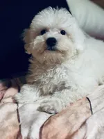 Terra, a female Bichon Frise and Poodle - Toy  for sale in Princeton, NC – Photo 3 of 4