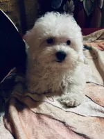 Terra, a female Bichon Frise and Poodle - Toy  for sale in Princeton, NC – Photo 4 of 4