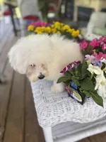 Tiara, a female Bichon Frise and Poodle - Toy  for sale in Princeton, NC – Photo 5 of 6
