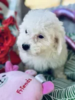 Terra, a female Bichon Frise and Poodle - Toy  for sale in Princeton, NC – Photo 2 of 6