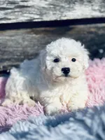 Terra, a female Bichon Frise and Poodle - Toy  for sale in Princeton, NC – Photo 4 of 6