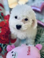 Terra, a female Bichon Frise and Poodle - Toy  for sale in Princeton, NC – Photo 1 of 6