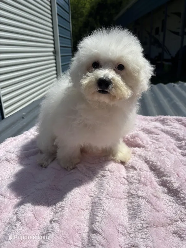 Terra – Bichon Frise, Poodle - Toy  puppy for sale in Princeton, NC