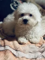 Terra, a female Bichon Frise and Poodle - Toy  for sale in Princeton, NC – Photo 1 of 4