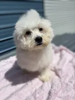 Tiara, a female Bichon Frise and Poodle - Toy  for sale in Princeton, NC – Photo 2 of 6