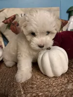 Pooh bear, a male Maltipoo for sale in Princeton, NC – 4 of 8