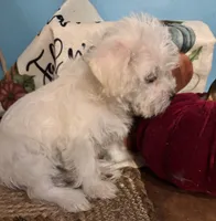Punkin, a female Maltipoo for sale in Princeton, NC – 8 of 8