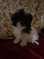 Marcy, a female Bichpoo and Mal Shi for sale in Princeton, NC – 3 of 5