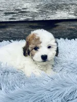 Ricky, a male Bichon Frise and Poodle - Toy  for sale in Princeton, NC – Photo 4 of 4