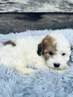 Ricky, a male Bichon Frise and Poodle - Toy  for sale in Princeton, NC – Photo 3 of 4