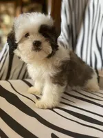 Wookie, a male Maltese and Shih Tzu for sale in Princeton, NC – Photo 3 of 9