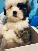 Wookie, a male Maltese and Shih Tzu for sale in Princeton, NC – Photo 4 of 9