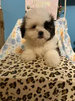 Wookie, a male Maltese and Shih Tzu for sale in Princeton, NC – Photo 8 of 9