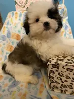 Wookie, a male Maltese and Shih Tzu for sale in Princeton, NC – Photo 6 of 9