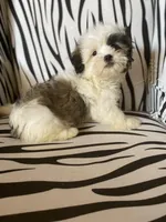 Wookie, a male Maltese and Shih Tzu for sale in Princeton, NC – Photo 5 of 9