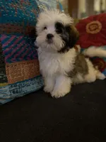 Wookie, a male Maltese and Shih Tzu for sale in Princeton, NC – Photo 1 of 9