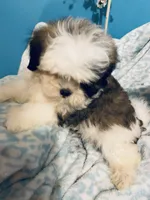 Wookie, a male Maltese and Shih Tzu for sale in Princeton, NC – Photo 9 of 9