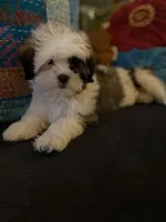 Wookie, a male Maltese and Shih Tzu for sale in Princeton, NC – Photo 2 of 9