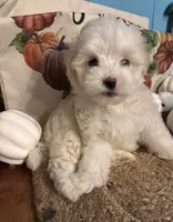 Pooh bear, a male Maltipoo for sale in Princeton, NC – 8 of 8