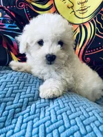 Sugar, a female Maltese and Poodle - Toy  for sale in Princeton, NC – Photo 4 of 4