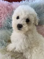 Sugar, a female Maltese and Poodle - Toy  for sale in Princeton, NC – Photo 3 of 4