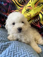 Sugar, a female Maltese and Poodle - Toy  for sale in Princeton, NC – Photo 1 of 4