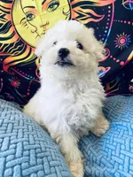 Sugar, a female Maltese and Poodle - Toy  for sale in Princeton, NC – Photo 2 of 4