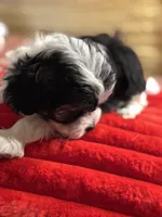 Shea, a female Bichon Frise and Shihpoo for sale in Princeton, NC – Photo 4 of 5