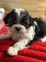 Shea, a female Bichon Frise and Shihpoo for sale in Princeton, NC – Photo 2 of 5